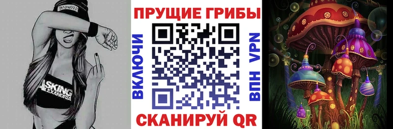 блэк спрут как зайти  Братск  Псилоцибиновые грибы Psilocybe 